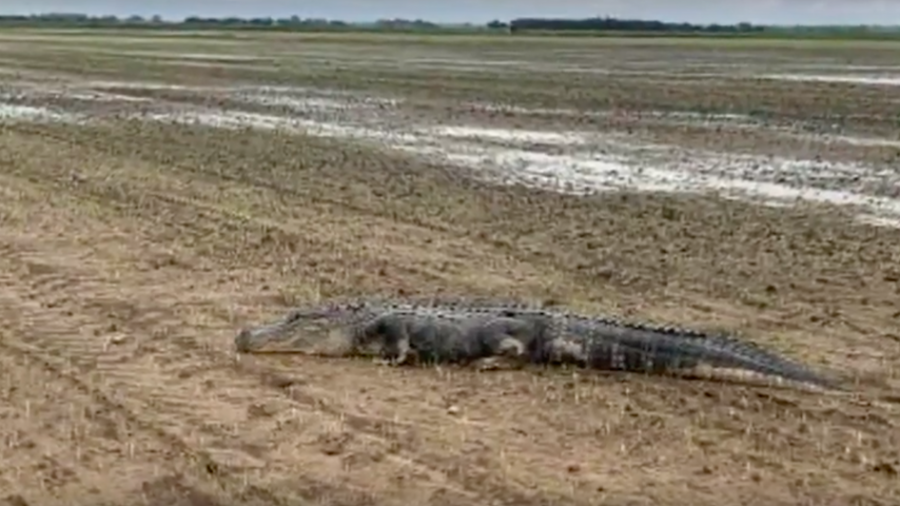Heavy Rain and Floods Send a 9-foot Alligator Fleeing Into Arkansas Farmland