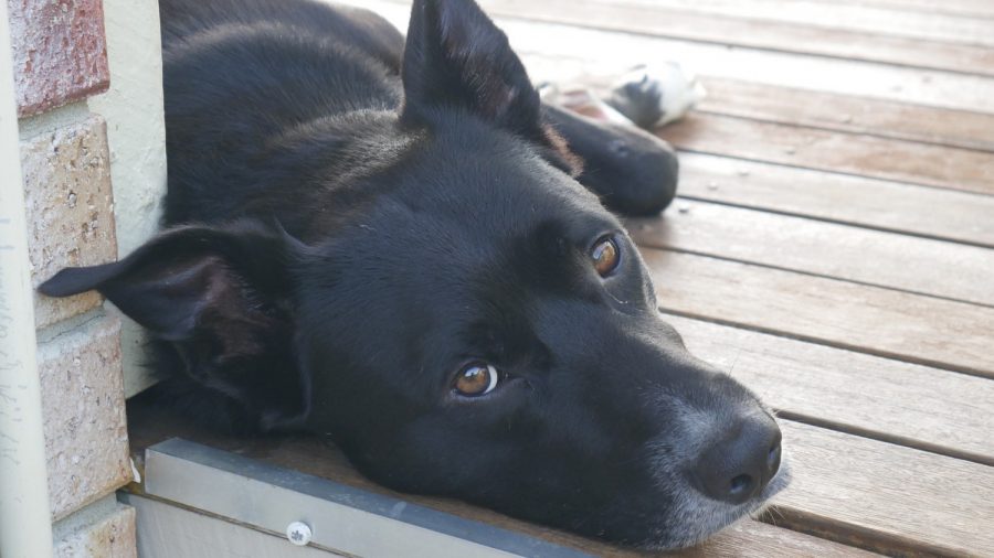 Pet Owner Asks Burglar to Return Photos of Dog’s Last Day in Heartbreaking Note