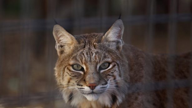 A bobcat in a file photo. (John Moore/Getty Images)