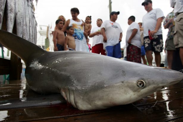 bull shark