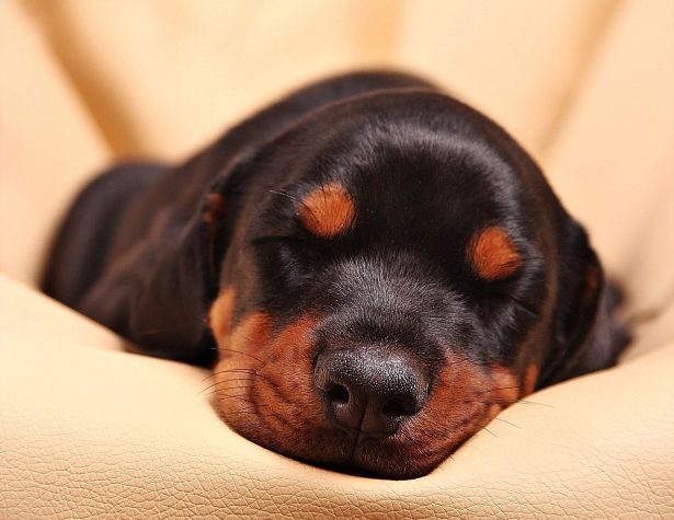 File image of a Doberman puppy sleeping. (Yama Zsuzsanna Márkus/Pixabay)