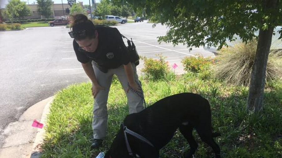 Two People Arrested for Leaving Dog in Hot Car