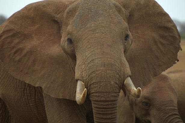African elephants are pictured at the Voi Wildlife Lodge in Tsavo East in Kenya on Aug. 22, 2018. (Simon Maina/AFP/Getty Images)