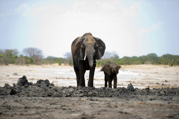 An African elephant and her baby in Hwange National Park in Zimbabwe on Nov. 18, 2012, (Martin Bureau/AFP/Getty Images)