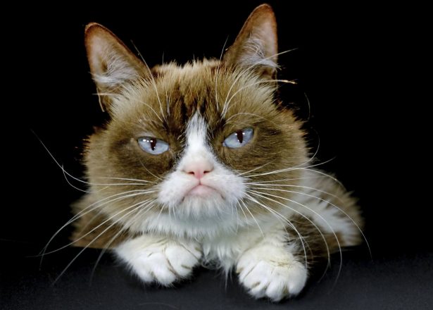 Grumpy Cat posing for a photo in Los Angeles. Grumpy Cat, whose sour puss became an internet sensation, has died at age 7, according to her owners. (Richard Vogel/AP)