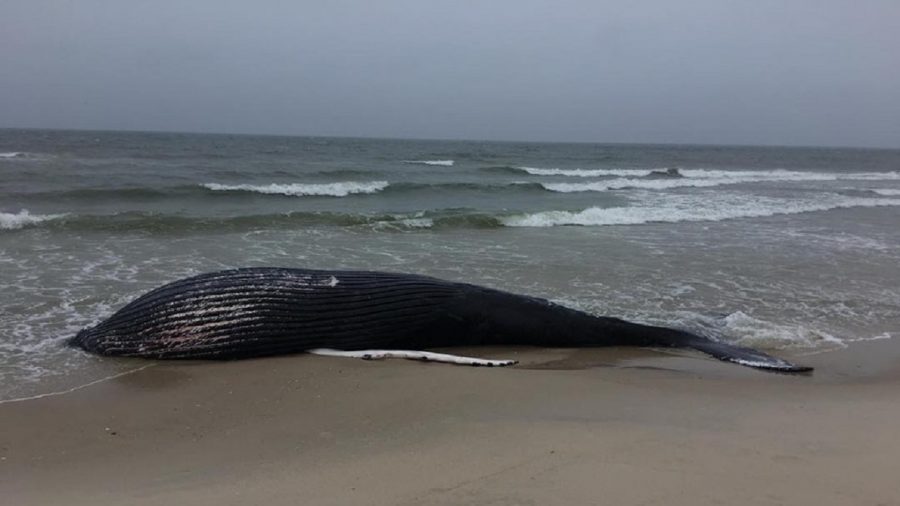 Dead Humpback Whale Washes Up on New York Beach