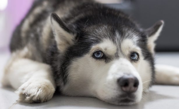 File image of a husky dog. (Joe007/Pixabay)