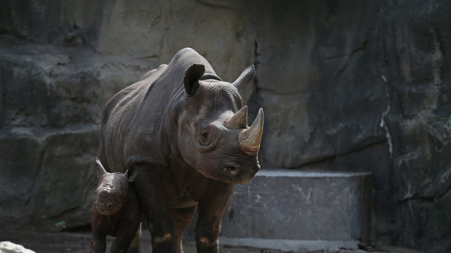 Rare Eastern Black Rhino Born at Chicago Zoo