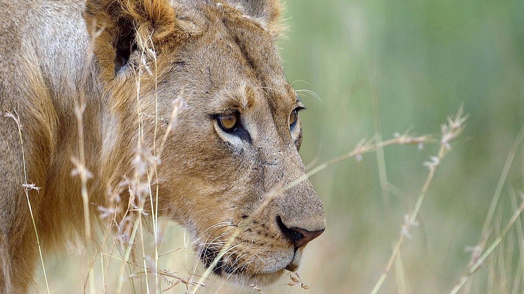 Young Zimbabwean Boy Found Safe After 5 Days in Lion Territory