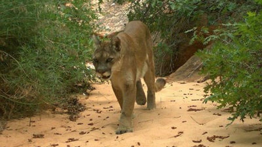 Boy, 4, Recovering From Mountain Lion Attack in San Diego Nature Preserve