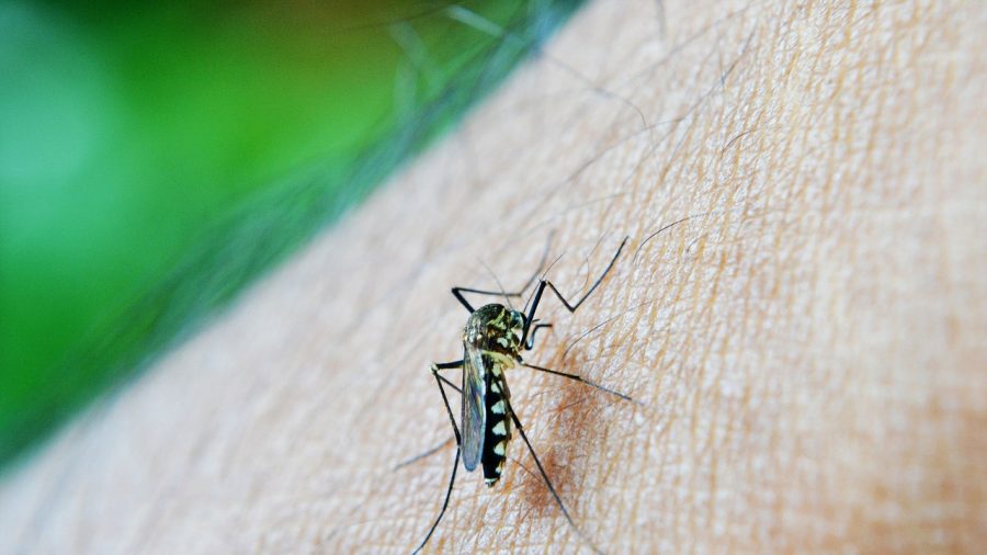 Philippines Declares National Alert After 456 Die From Dengue Fever