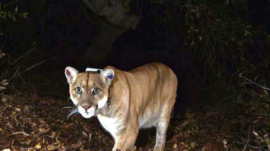 4-Year-Old Boy Attacked by Mountain Lion in California