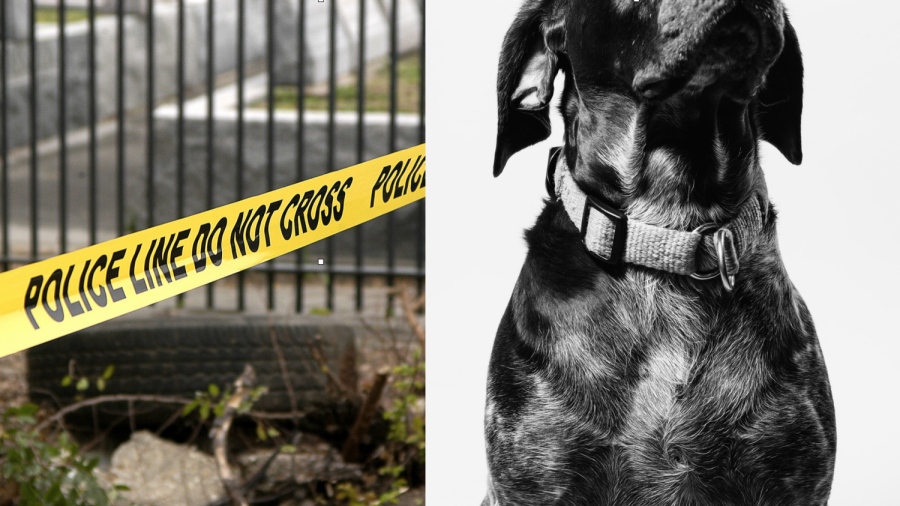 Multiple Dogs Found Killed, Tortured in Vermont, $1,000 Reward for Tips