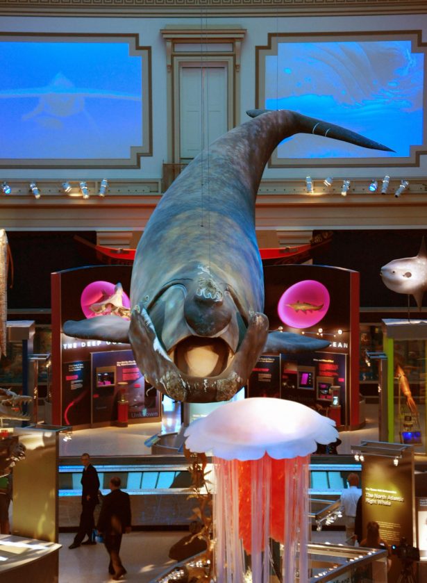 A full-scale model of Phoenix, a North Atlantic Right Whale, is seen on display at the Sant Ocean Hall at the Smithsonian National Museum of Natural History during a press preview in Washington in a 2008 file photo. (KAREN BLEIER/AFP/Getty Images)