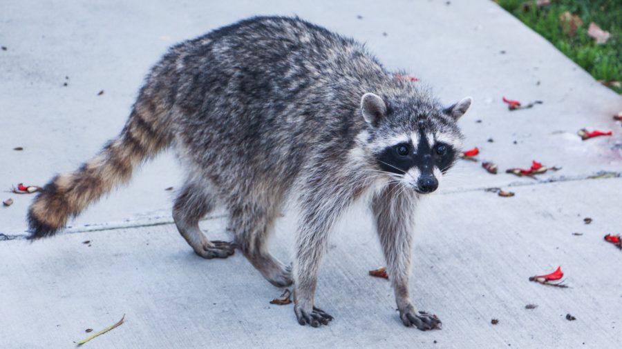 Police Warn Pet Owners About ‘Zombie Raccoons’ With Distemper Disease