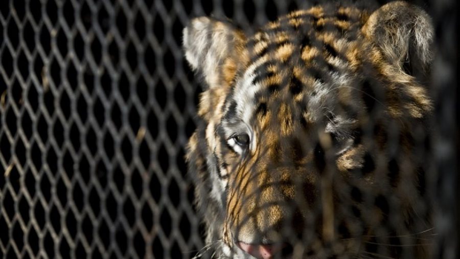 Owner of Tiger Found in Abandoned Houston House Charged