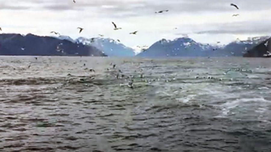 Whales Appear out of Nowhere, Scattering Seagulls