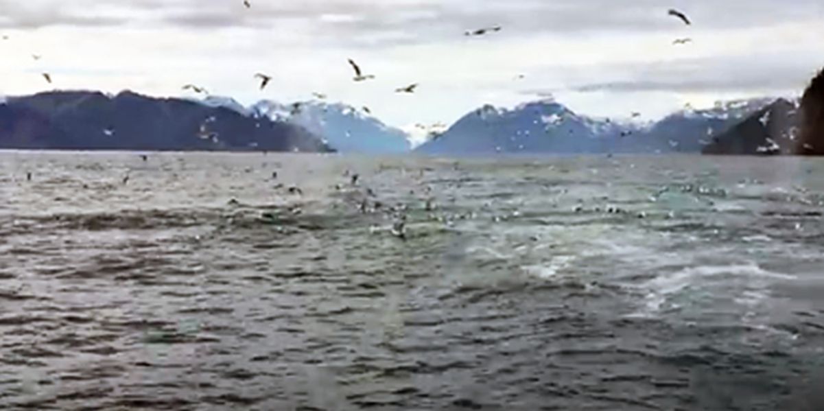 Whales Appear out of Nowhere, Scattering Seagulls