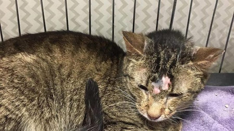 178 Cats Rescued From Suburban Detroit House, Homeowners Now Face 2 Charges