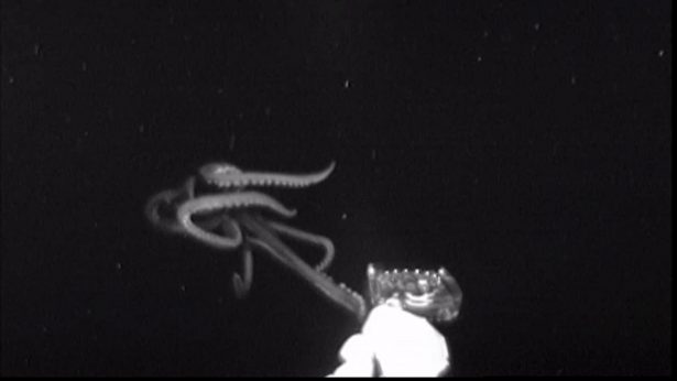 Scientists spotted a giant squid in U.S. waters, just over 100 miles from La and Ala., on June 20, 2019. (Edie Widder and Nathan Robinson)