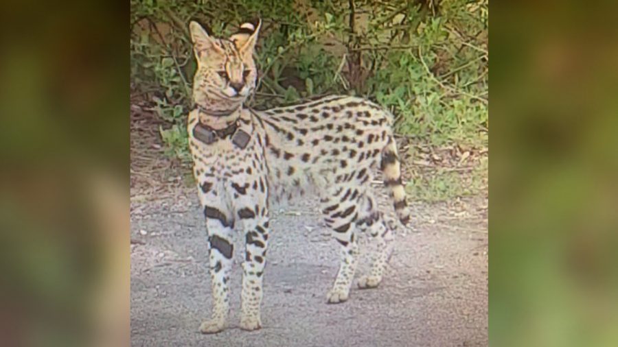Rocky the Escaped African Cat Spotted Again in Virginia