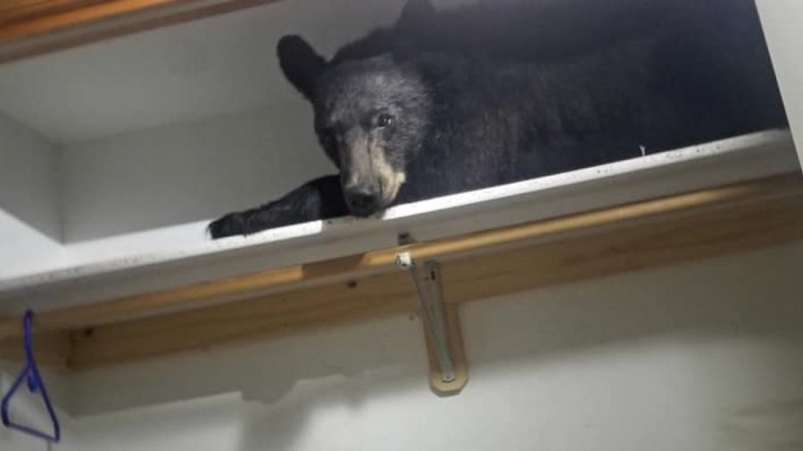 Bear Breaks Into Home ‘Looking for the Bear Necessities,’ Gets Stuck Inside and Takes a Nap