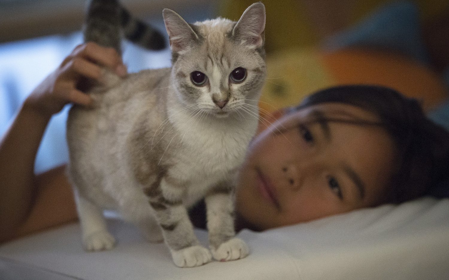 Proposed Cat Declawing Ban Passes New York Legislature