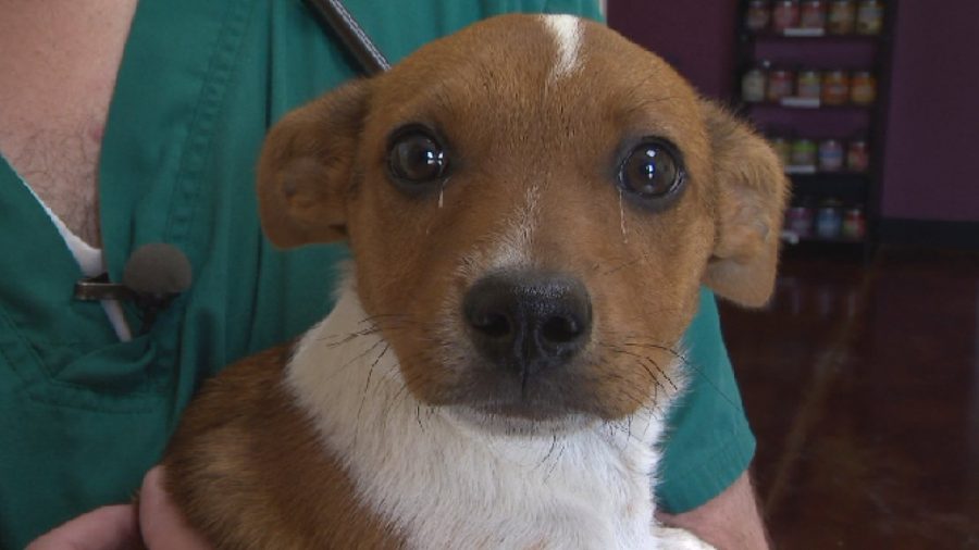 Puppy Found in Woods With Severed Leg by Folks Who Were Fishing