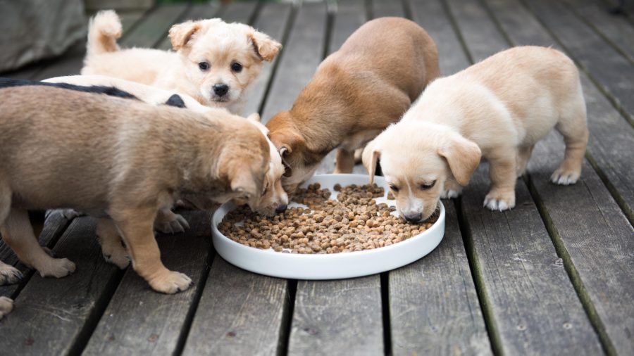 Purina Says Its Products Are Safe as Claims of Sick Pets Stir Social Media
