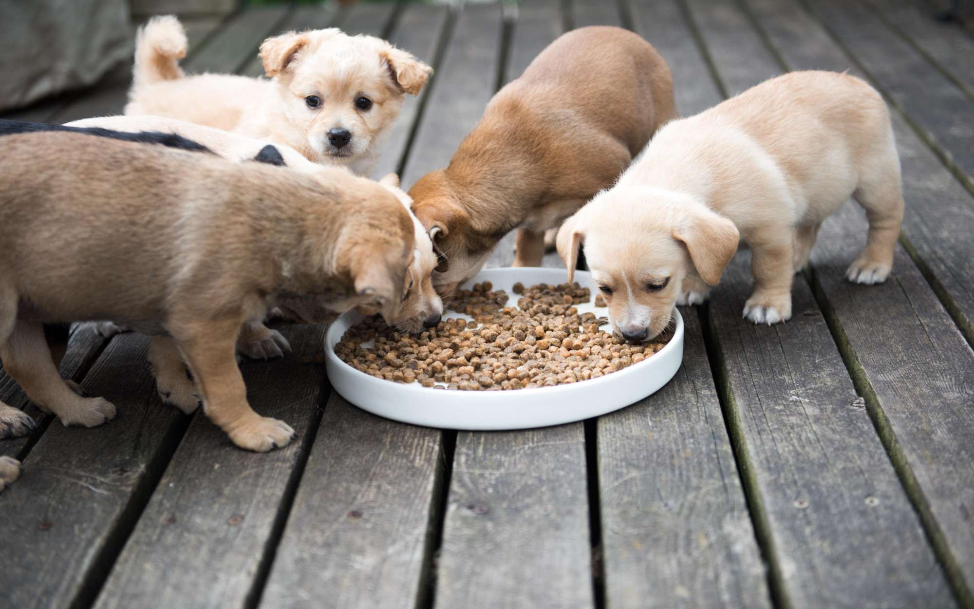 Purina Says Its Products Are Safe as Claims of Sick Pets Stir Social Media