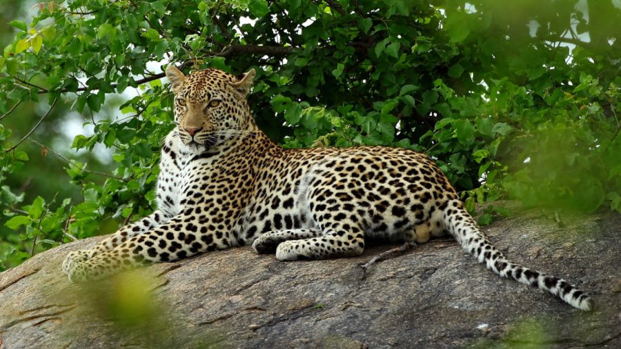 Leopard Kills 2-Year-Old Boy in Kruger National Park