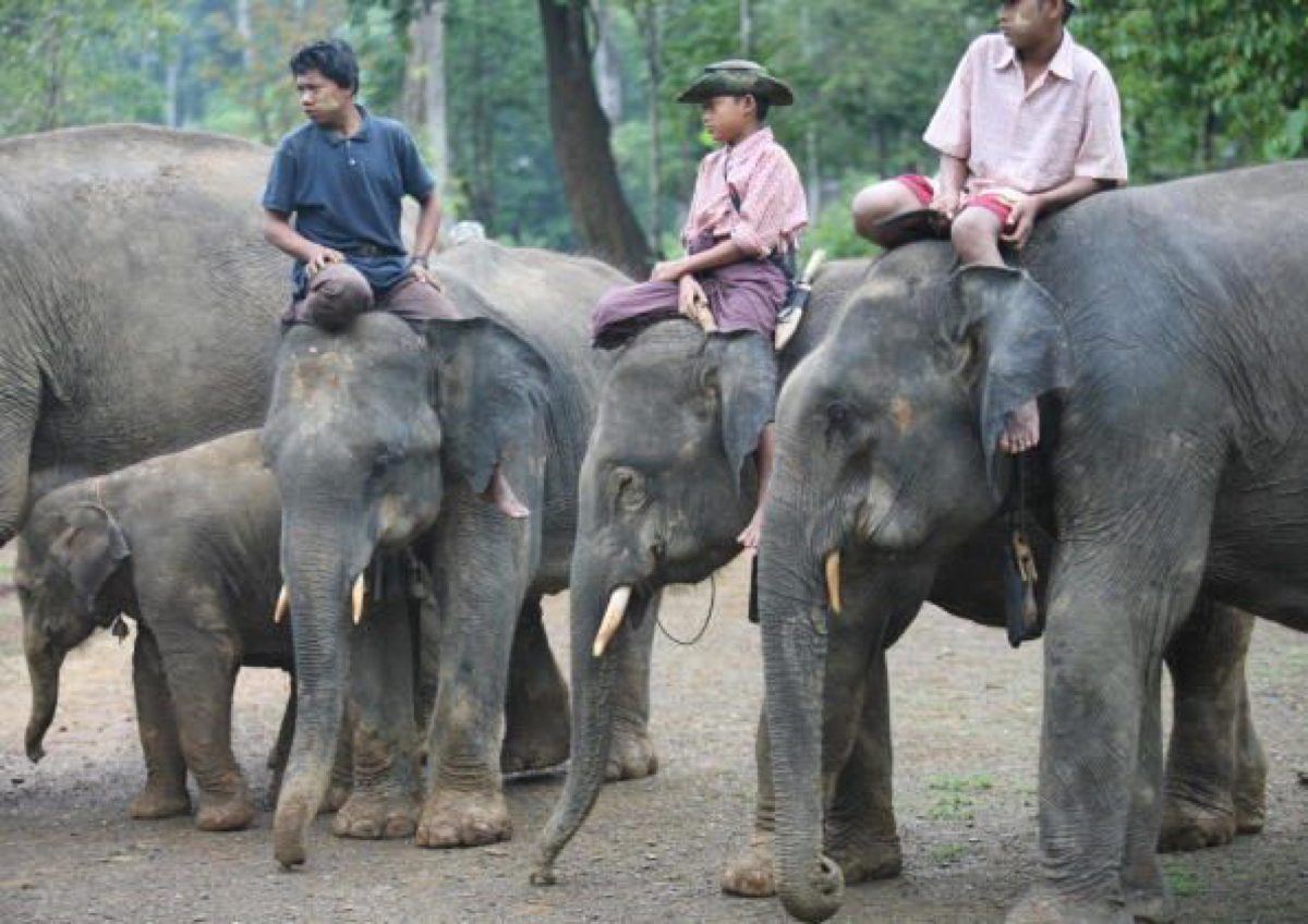 Myanmar mahouts sit on elephants while waiting for visitors at Ngwe Saung, which is southwest of Yangon, on May 20, 2007. (Khin Maung Win/AFP/Getty Images)