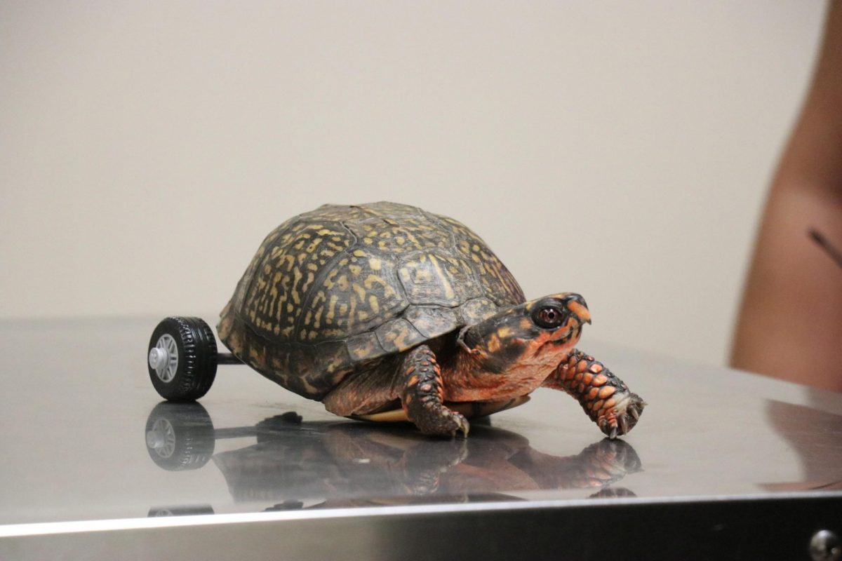 This fine specimen is Pedro the handicapable turtle, a patient of Louisiana State University's Veterinary Teaching Hospital in Baton Rouge. (Photo Credit: LSU School of Veterinary Medicine)