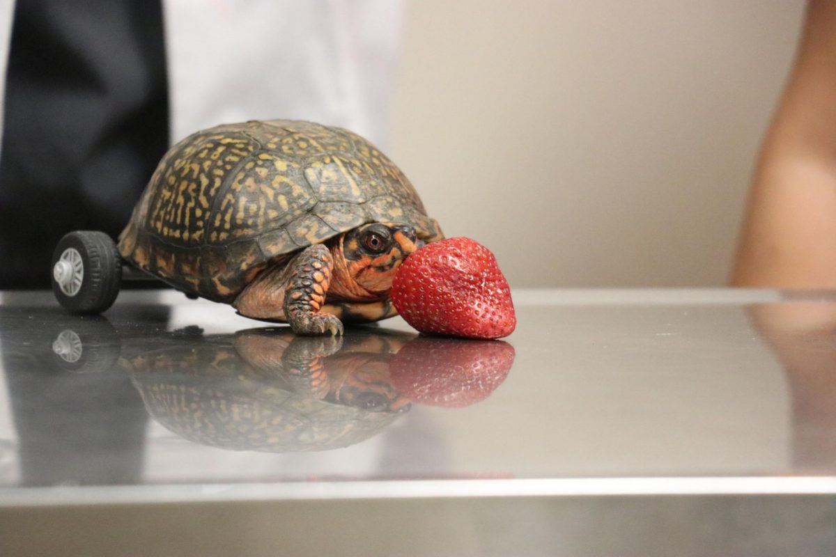 Here's a little treat for a guy with two feet. (Photo Credit: LSU School of Veterinary Medicine)