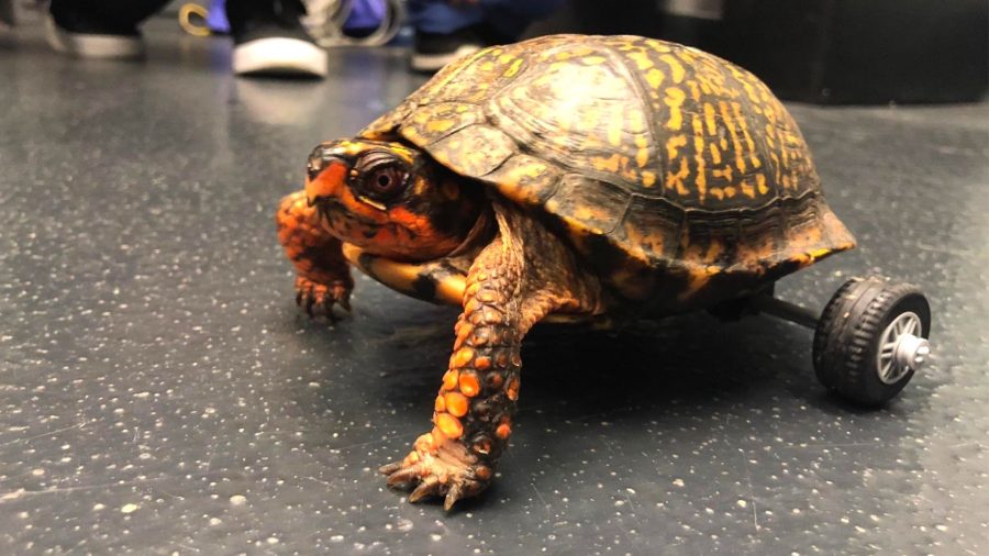 This Turtle Lost Both His Back Legs so Vets Built Him a Very Fancy Wheelchair