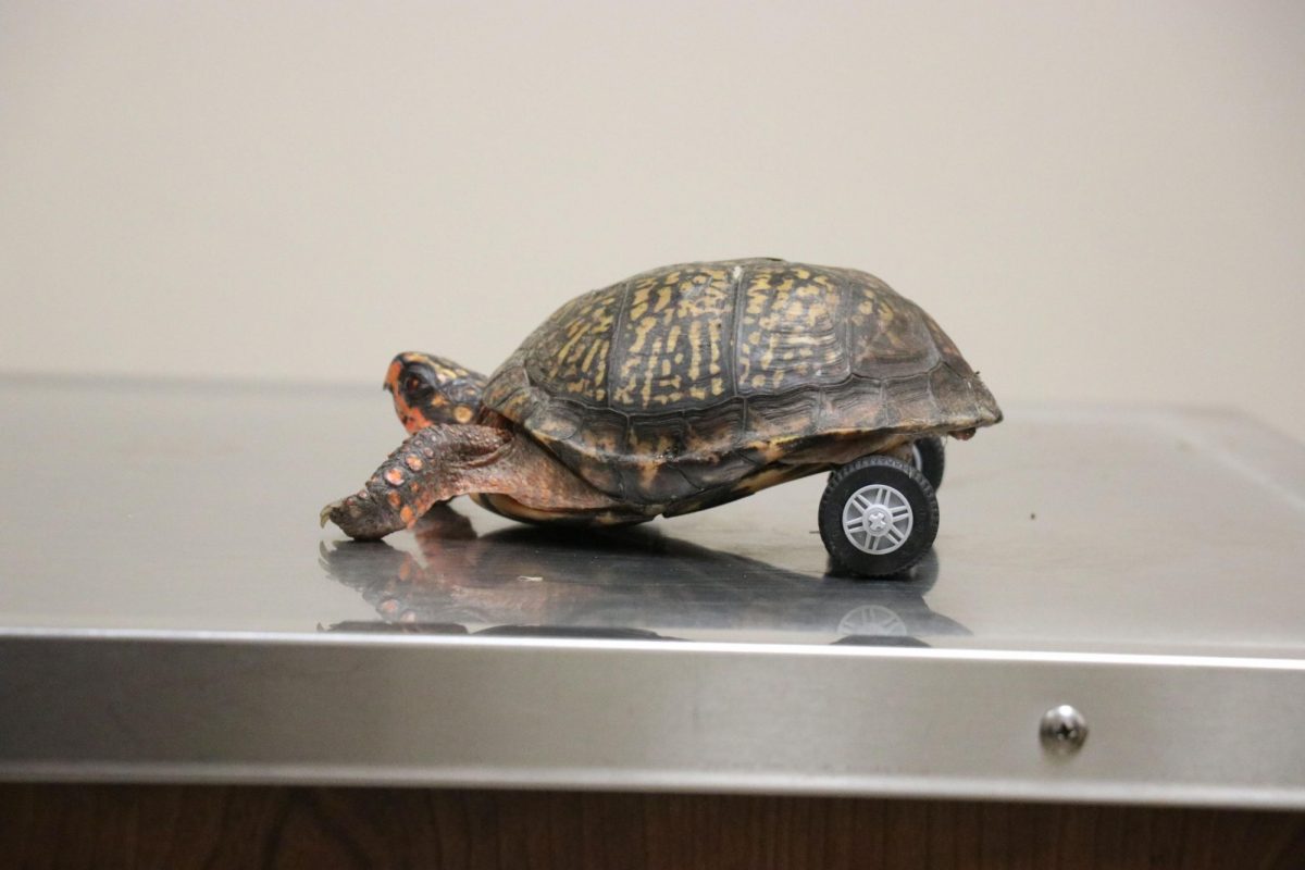 This fine specimen is Pedro the handicapable turtle, a patient of Louisiana State University's Veterinary Teaching Hospital in Baton Rouge. (Photo Credit: LSU School of Veterinary Medicine)
