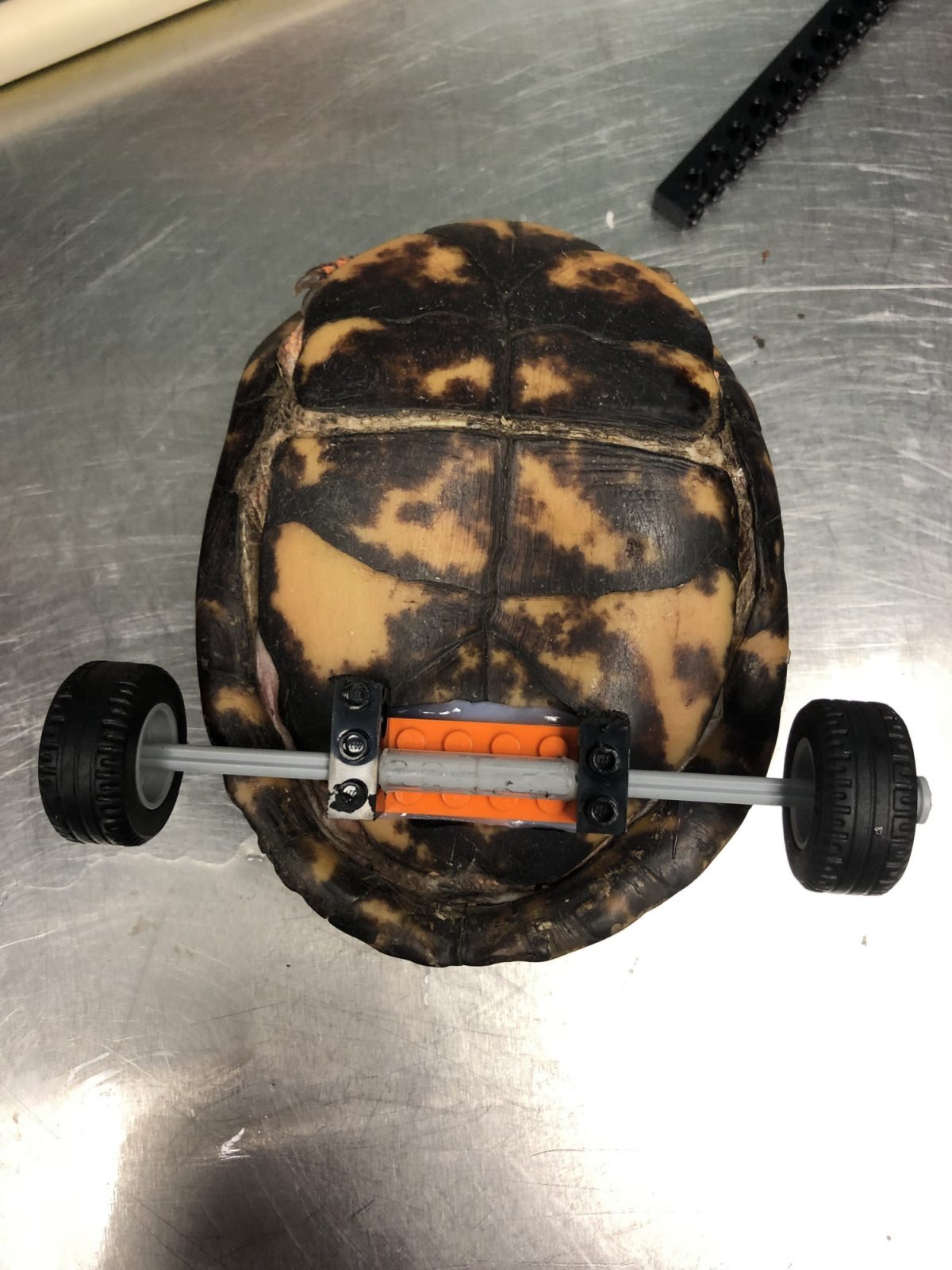 The wheelchair can even be snapped off the bottom of Pedro's shell. (Photo Credit: LSU School of Veterinary Medicine)