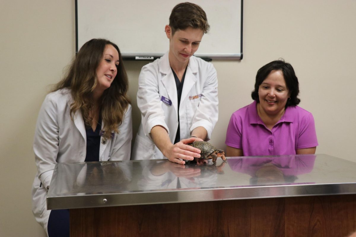 Pedro gets ready to crawl on a table. (Photo Credit: LSU School of Veterinary Medicine)