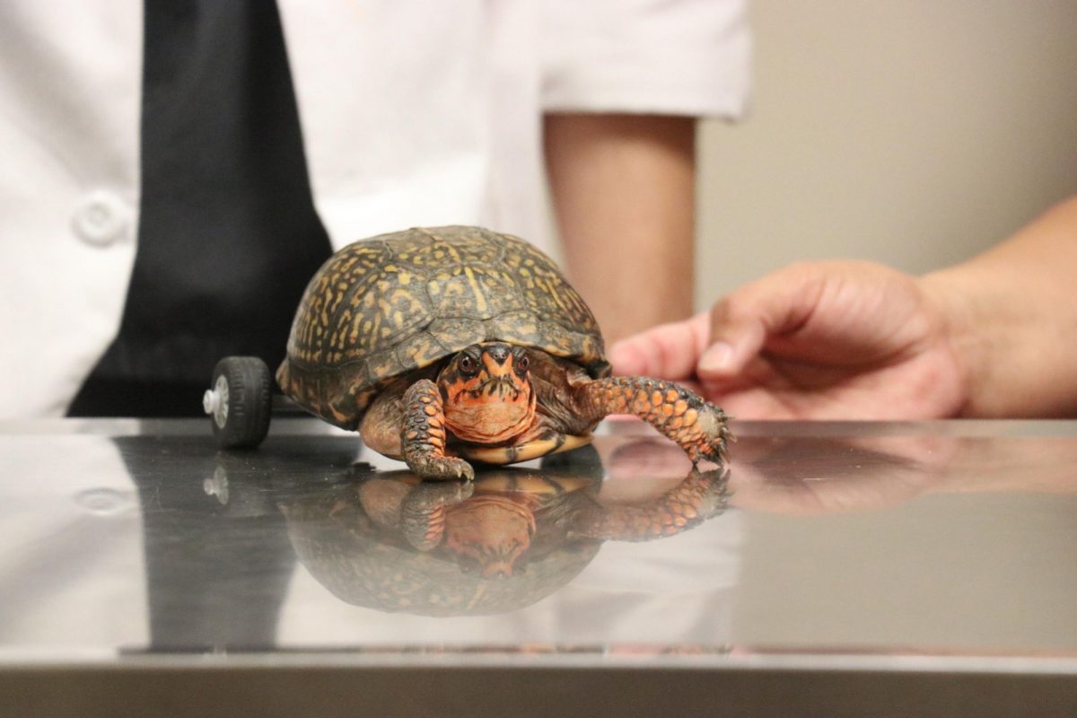This fine specimen is Pedro the handicapable turtle, a patient of Louisiana State University's Veterinary Teaching Hospital in Baton Rouge. (Photo Credit: LSU School of Veterinary Medicine)