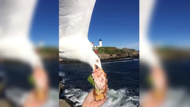 Lobster-Stealing Seagull Goes Viral in a Wild Photo