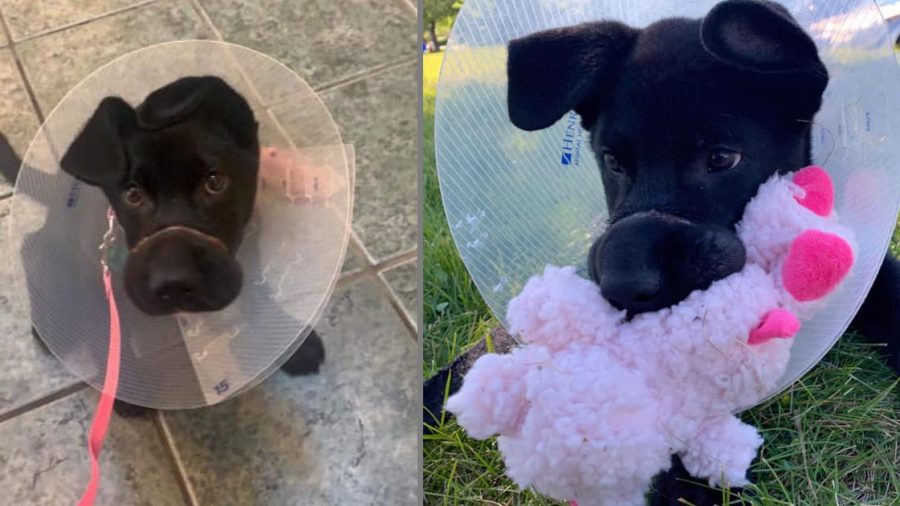 Owner Tied Puppy’s Snout Shut So Tight It Needs $1900 Surgery
