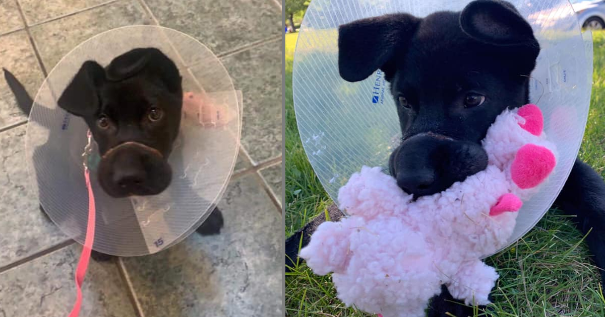 Owner Tied Puppy’s Snout Shut So Tight It Needs $1900 Surgery