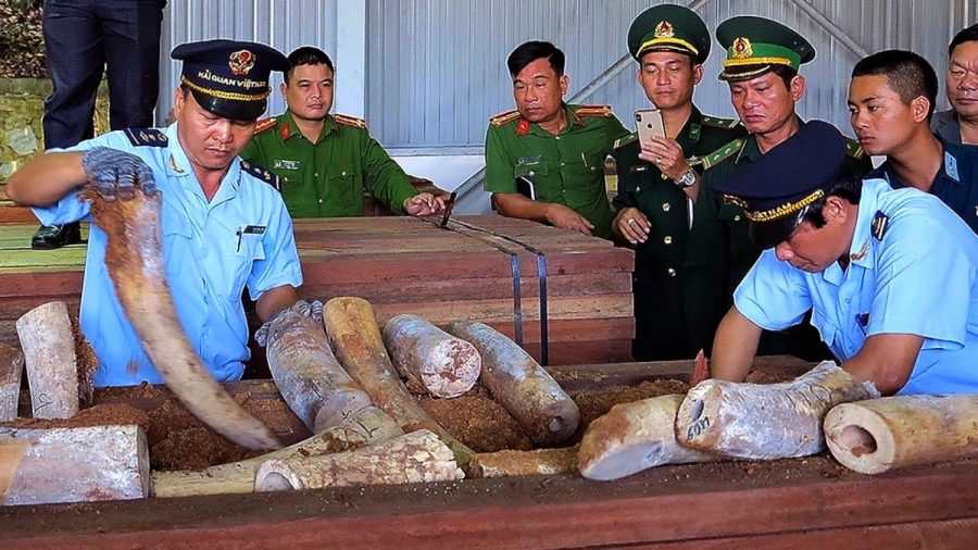Vietnam Seizes 7.5 Tons of Elephant Ivory, Pangolin Scales