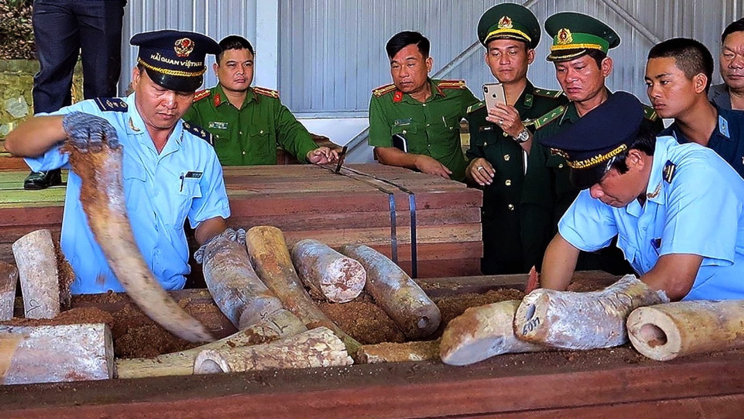 Vietnam Seizes 7.5 Tons Of Elephant Ivory, Pangolin Scales 