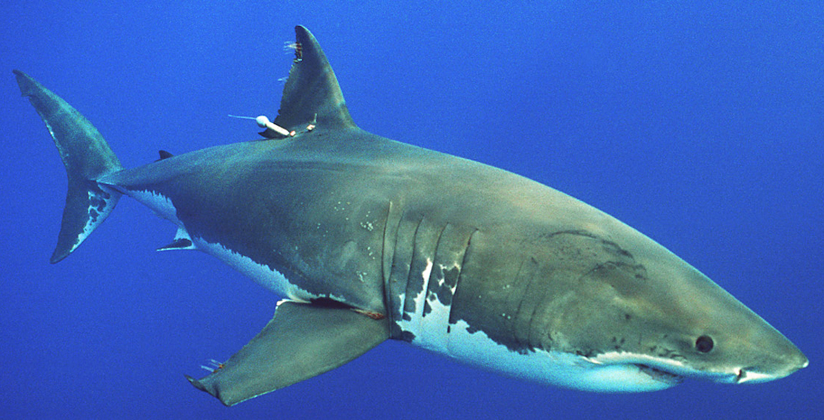 French Woman Attacked by Shark, Loses Both Hands