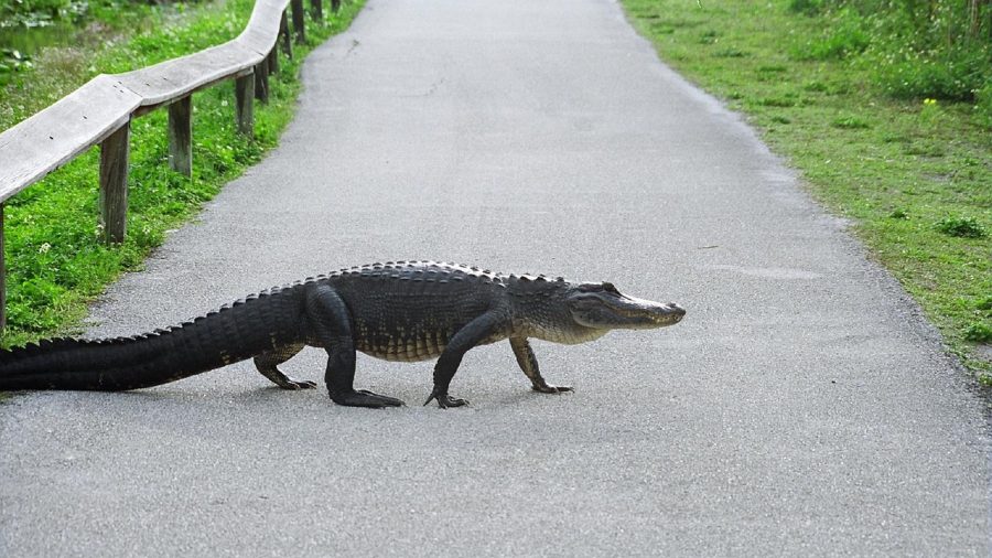 Massive Alligator Survives Hit by Semi-Truck Only to Be Put Down