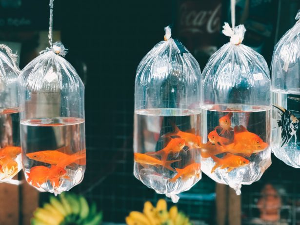 File image of bags of goldfish for sale. (Sri Lanka/Unsplash)