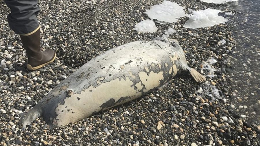 At Least 60 Ice Seals Found Dead Along West Alaska Coast