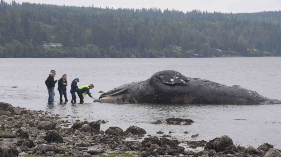 Washington State Waterfront Owners Asked to Take Dead Whales