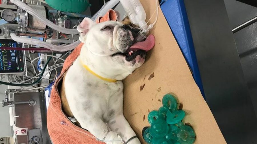 Doctors Find 19 Pacifiers in Dog’s Stomach When Exploring Eating Problems